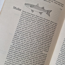 Load image into Gallery viewer, The New ABC of Fishing Vintage Hardback Book 1967 Andre Deutsch Collin Willock
