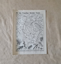 Load image into Gallery viewer, Vintage Book Plate: Botanical Leaf Leaves Illustrations All the Familiar British Trees Ideal for fra

