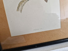 Load image into Gallery viewer, Original 1891 hand coloured bird print in black metal picture frame Crested Tit Vintage Print Framed
