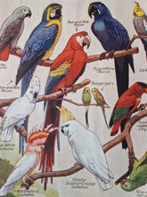 Load image into Gallery viewer, Vintage Drawing Image Book Plate Parrot Bird Image Illustrations What is the Name Of That Parrot? Co
