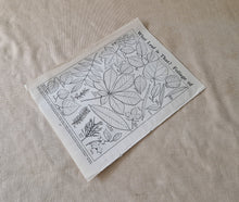 Load image into Gallery viewer, Vintage Book Plate: Botanical Leaf Leaves Illustrations What Leaf is That? Foliage Of Ideal for fram

