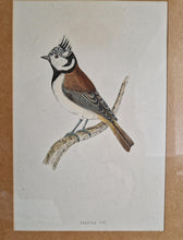 Load image into Gallery viewer, Original 1891 hand coloured bird print in black metal picture frame Crested Tit Vintage Print Framed
