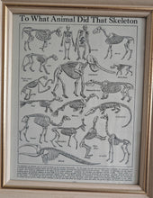Load image into Gallery viewer, Vintage Framed Skeleton Print To What Animal Did That Skeleton Belong? Educational Zoological Anatom
