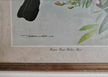 Load image into Gallery viewer, Vintage Bird Print Hoopoe - Great Willow Herb by Basil Ede , Framed Nature Illustration , 39x28.5cm
