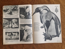 Load image into Gallery viewer, Vintage Look and Learn Magazine Issue No.85 Dated 31st August 1963
