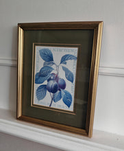 Load image into Gallery viewer, Vintage Botanical Print Royal Plum by Pierre-Joseph Redouté , Galison Museum Reproduction – 28x22.5c
