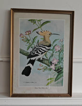 Load image into Gallery viewer, Vintage Bird Print Hoopoe - Great Willow Herb by Basil Ede , Framed Nature Illustration , 39x28.5cm
