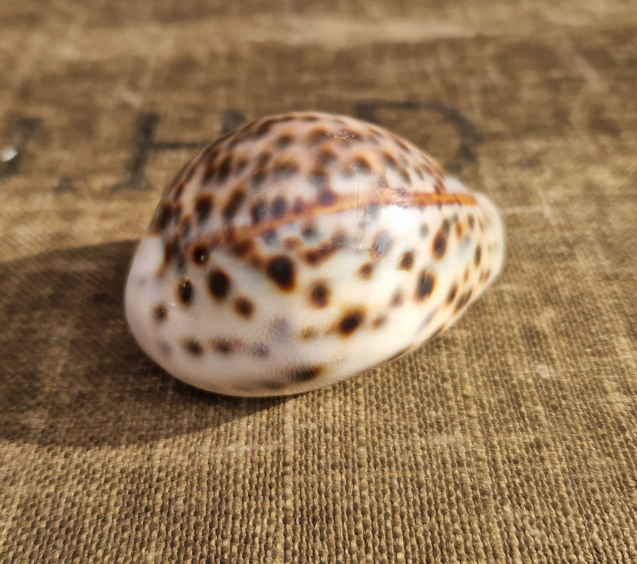 Cypraea Tigris Tiger Cowrie Large Sea Snail Shell Beach Home Decor Nautical