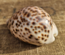 Load image into Gallery viewer, Cypraea Tigris Tiger Cowrie Large Sea Snail Shell Beach Home Decor Nautical
