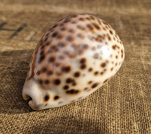 Load image into Gallery viewer, Cypraea Tigris Tiger Cowrie Large Sea Snail Shell Beach Home Decor Nautical
