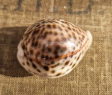 Load image into Gallery viewer, Cypraea Tigris Tiger Cowrie Large Sea Snail Shell Beach Home Decor Nautical
