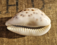 Load image into Gallery viewer, Cypraea Tigris Tiger Cowrie Large Sea Snail Shell Beach Home Decor Nautical

