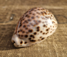 Load image into Gallery viewer, Cypraea Tigris Tiger Cowrie Large Sea Snail Shell Beach Home Decor Nautical
