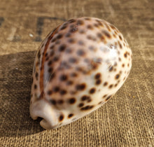 Load image into Gallery viewer, Cypraea Tigris Tiger Cowrie Large Sea Snail Shell Beach Home Decor Nautical
