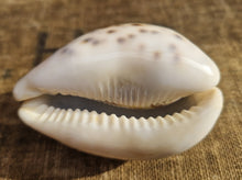 Load image into Gallery viewer, Cypraea Tigris Tiger Cowrie Large Sea Snail Shell Beach Home Decor Nautical
