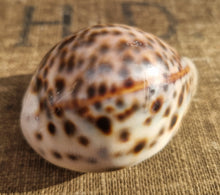 Load image into Gallery viewer, Cypraea Tigris Tiger Cowrie Large Sea Snail Shell Beach Home Decor Nautical
